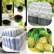 fermentasi mengkudu