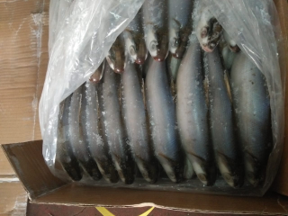 Ikan Bandeng Beku
