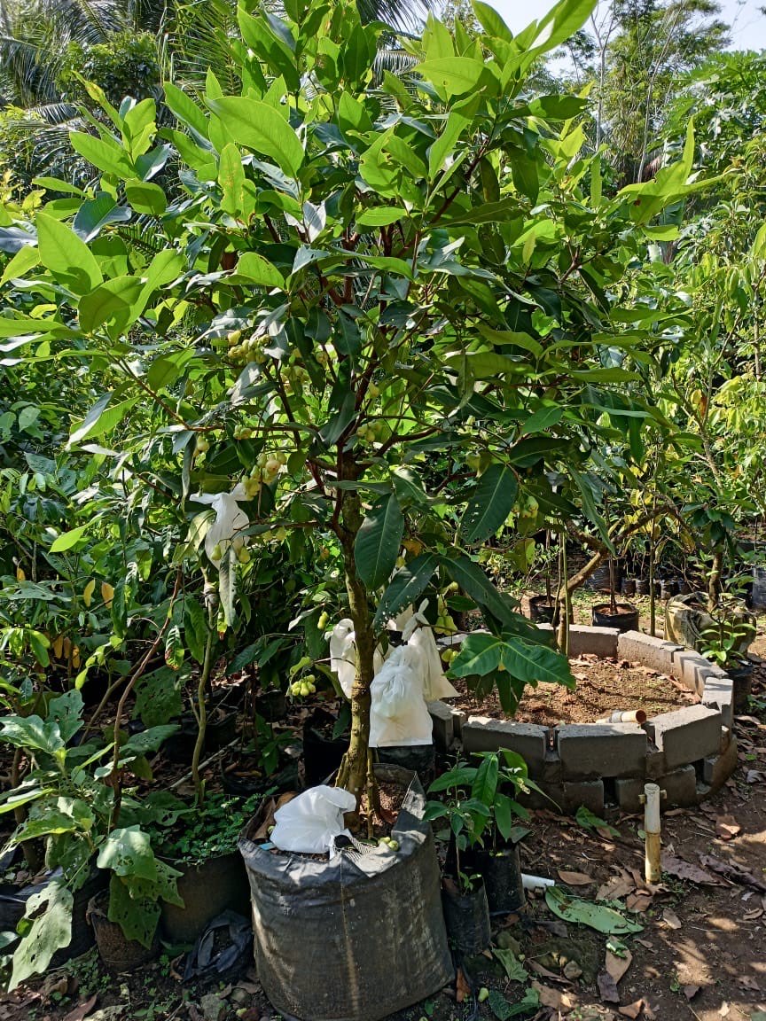 Tabulampot Madu Deli