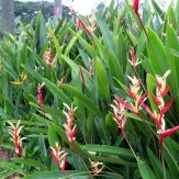 jual pohon pisang lady.pisang kana.pisang calathea