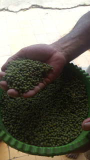 kacang hijau