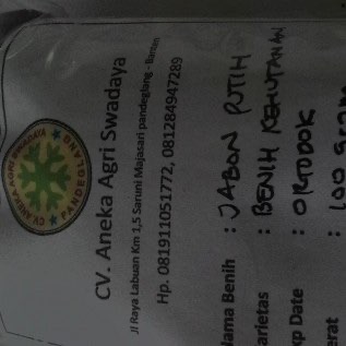 Benih Jabon Putih