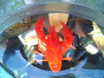 Ikan Hias Lobster red Marlboro