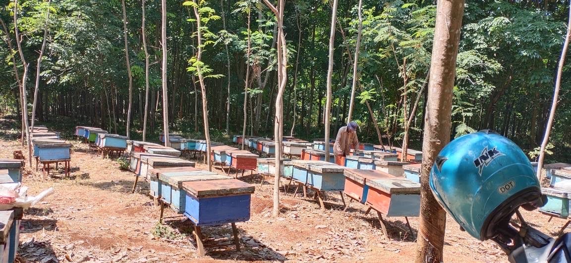 Madu murni murah langsung dari peternaknya