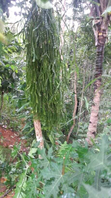 Anggrek Sisik Ular/Rumbay