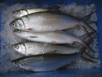 ikan bandeng