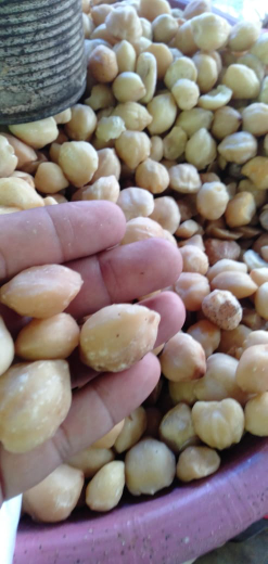 Jual Kemiri Kupas bulat