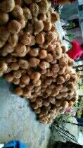 jual kelapa tua