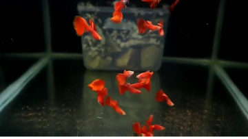 ikan gupy