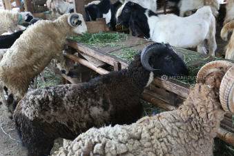 jual domba
