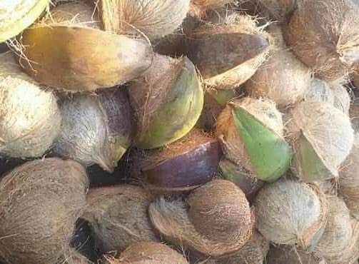 Kelapa Butir