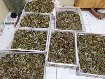 temulawak segar