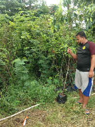 jual pohon liang liu