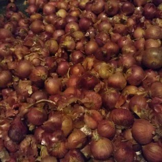 Menyediakan bawang merah 