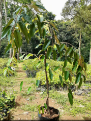 Bibit durian tanpa duri kaki 3