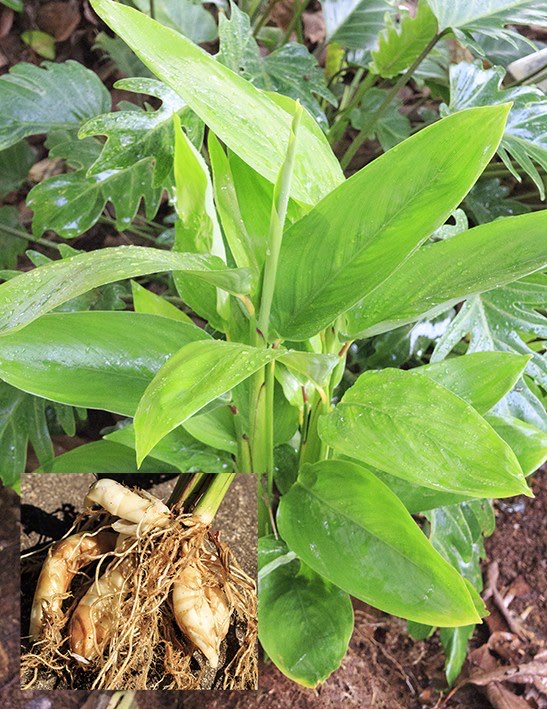 Bibit Tanaman Temulawak