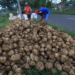 Ubi jalar sumatera barat