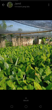Bibit Cavendish G9