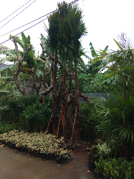 jual pohon glodokan tiang 