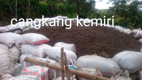 cangkang kemiri