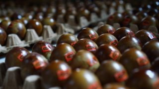 Telur Asin Asap (TelurRaja)