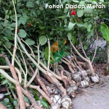jual pohon dadap merah murah
