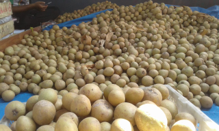 Sawo Madu