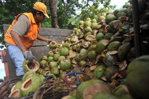 limbah sabut kelapa muda