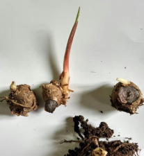 jual bibit kunyit hitam curcuma caesia