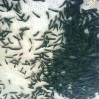 Bibit ikan gurame
