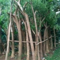 jual pohon trembesi.