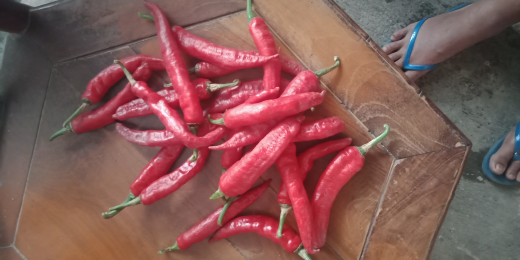 cabe merah lokal