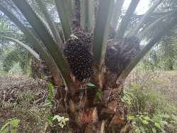 lahan kelapa sawit