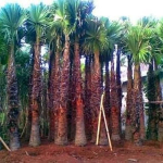 jual pohon palem sinensis dll.