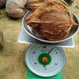 Kelapa Tua / Mature Coconut