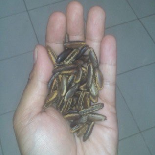 Benih Flamboyan (Delonix regia)