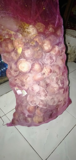 Jual Grosir Biji Alpukat Mentega Stok Sangat Banyak