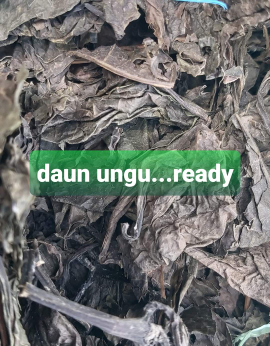 daun ungu