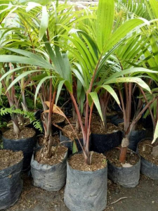 jual pohon palem botol 