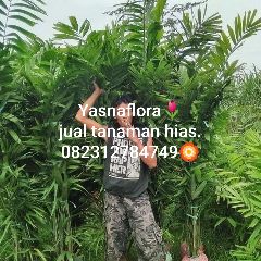jual pohon palem jepang.palem ijo 