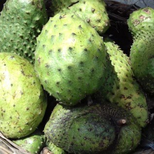 Siap Supply buah sirsak segar dan daun sirsak kering
