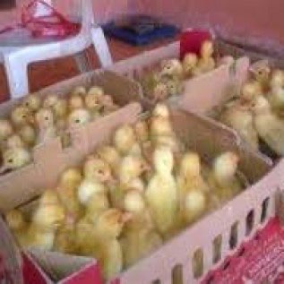 DOD Peking F1 Asli Super Unggul