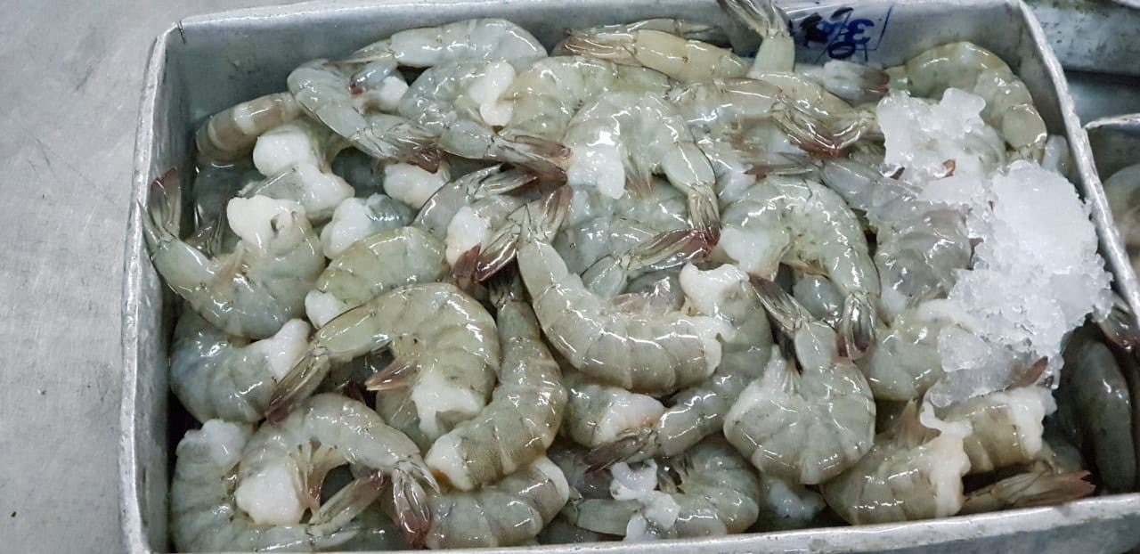 JUAL UDANG VANNAMEI