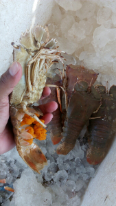 Udang Kipas/Slipper Lobster