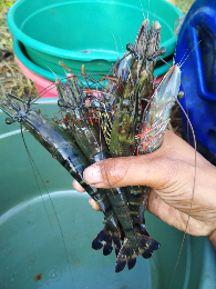 hasil tambak