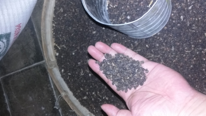 Jual Biji Kangkung
