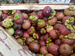 09buah manggis