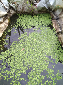 Bibit Azolla