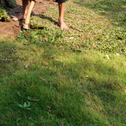 jual rumput embun 
