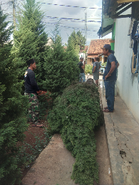 jual pohon bakung amarilis 